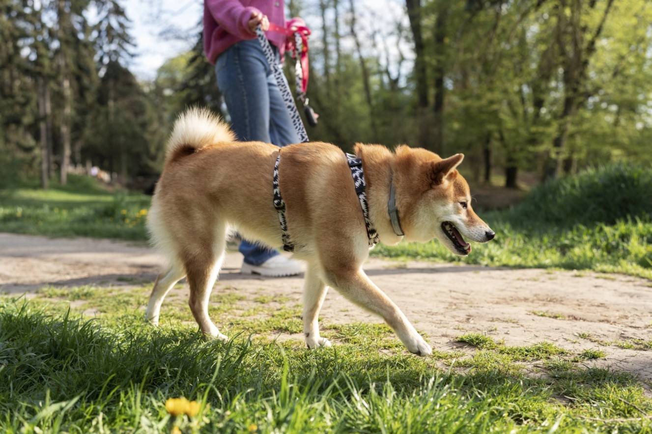 dog Img